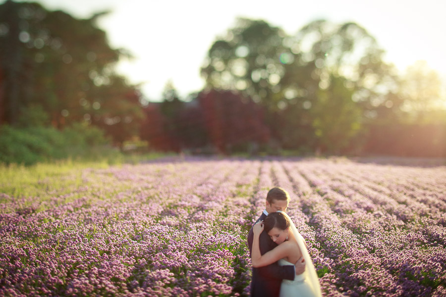 Lavender field photography