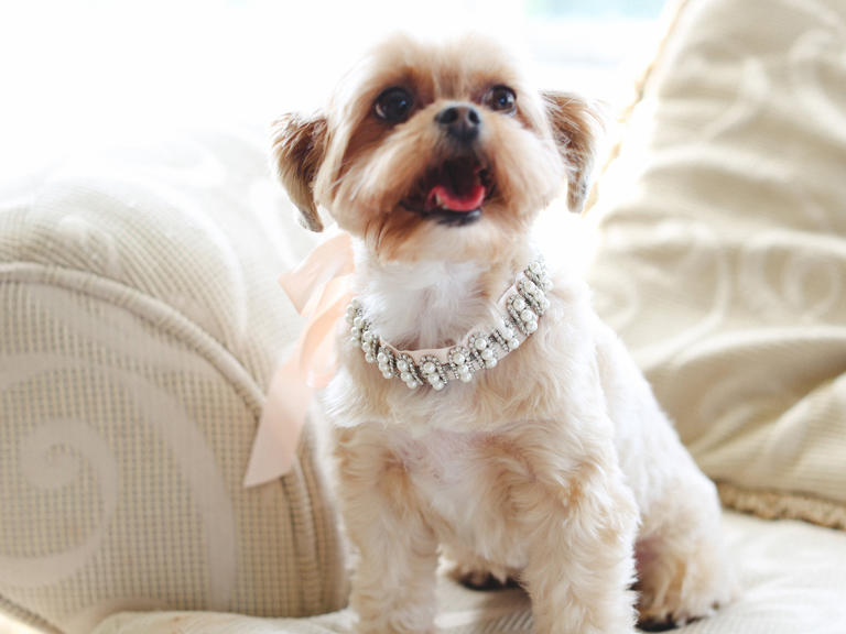 dog bridal collar